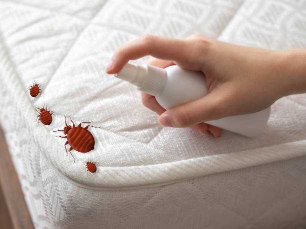 Best Spider Control Near Me  in Whitesboro, NY