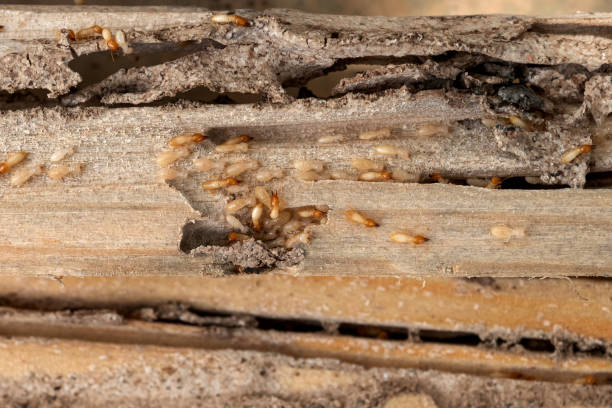 Best Mosquito Control Services  in Whitesboro, NY
